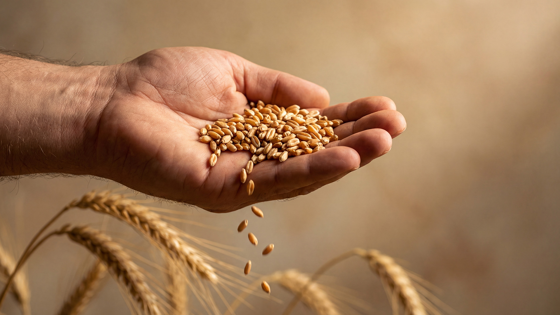 Our Grain Selection